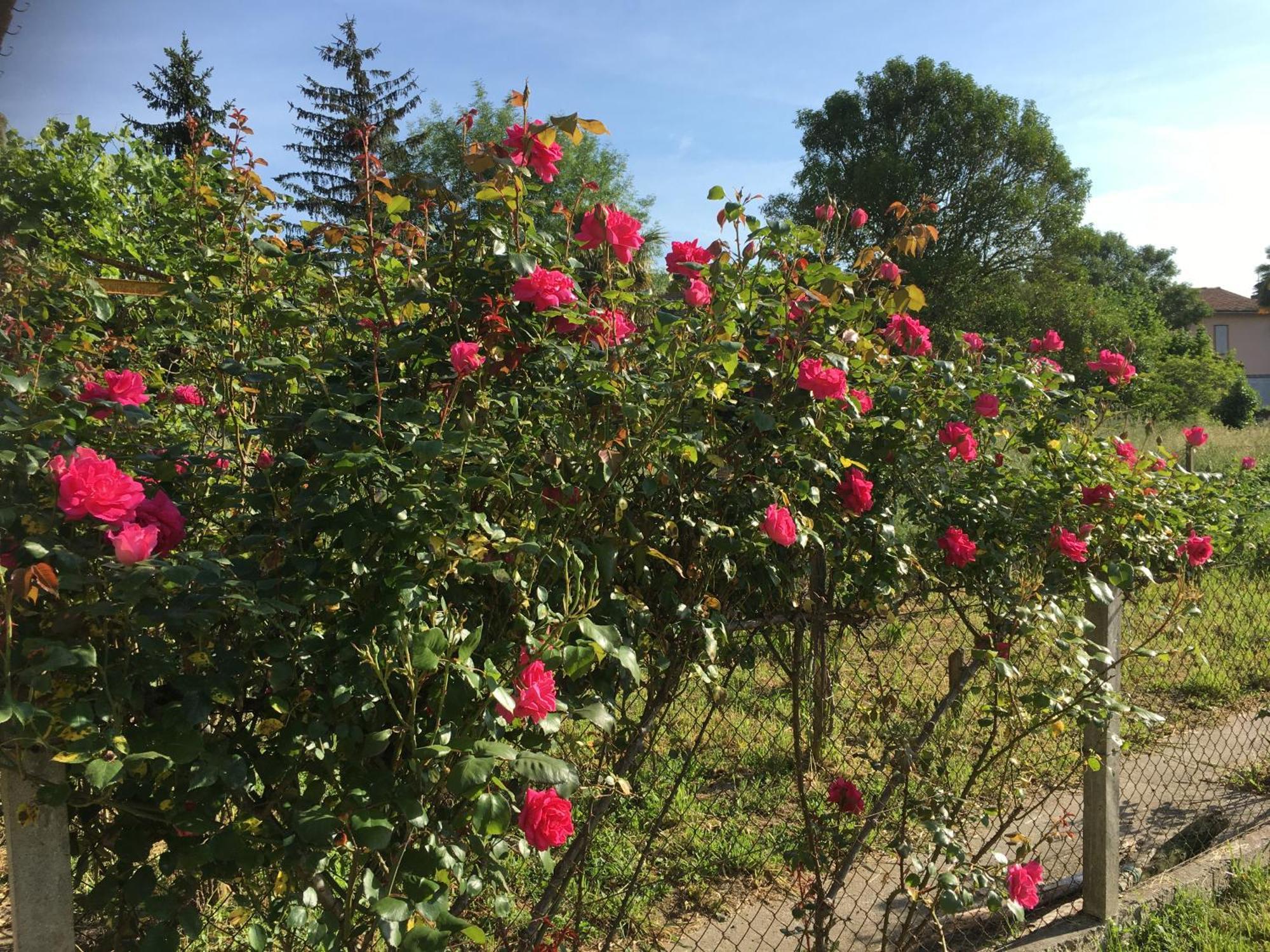 LʼIsle-en-Dodon Chez Christian Bed & Breakfast エクステリア 写真